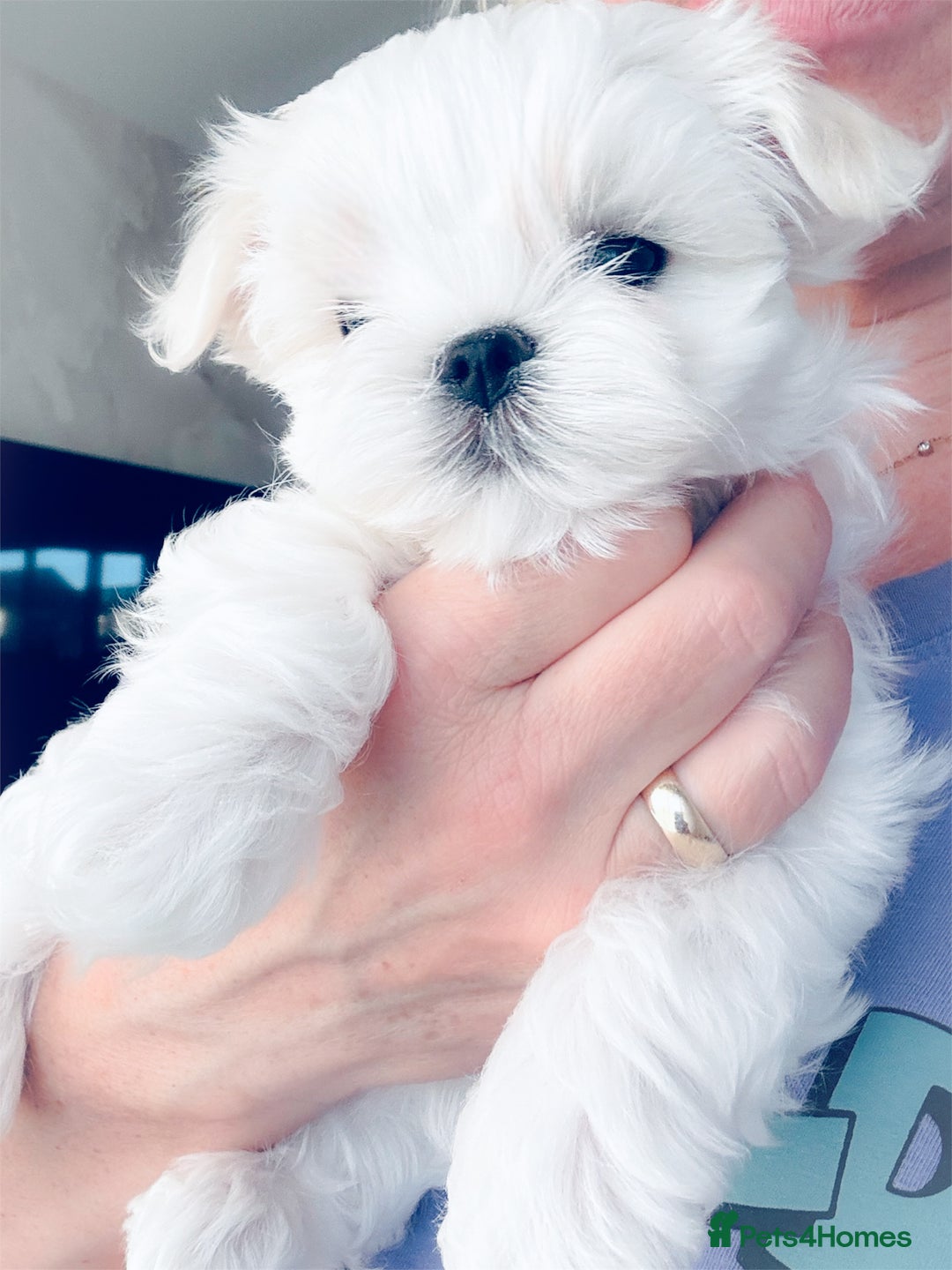 Maltese dogs for sale: 🌟Stunning Tiny Korean Maltese KC Reg🌟 - Advert 37