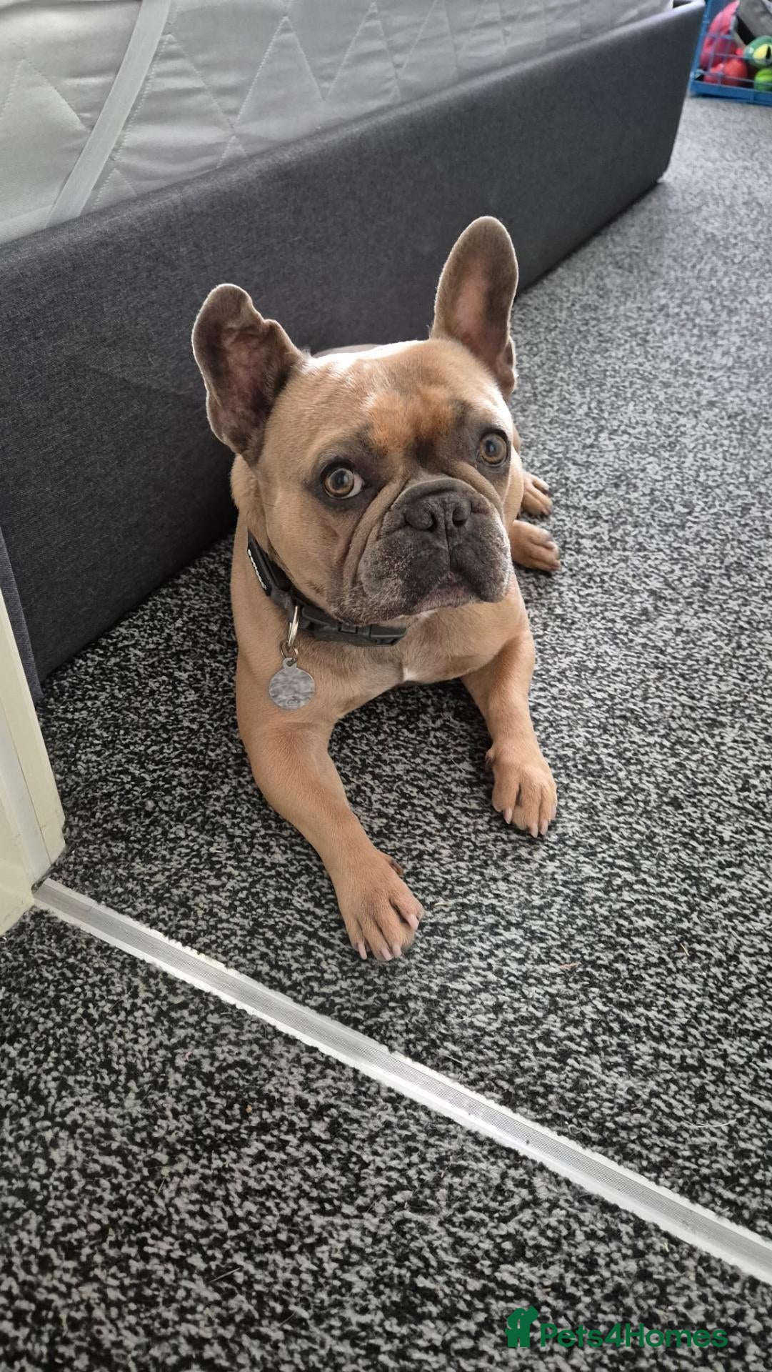 French Bulldog dogs Frank the French for Stud - Advert 1