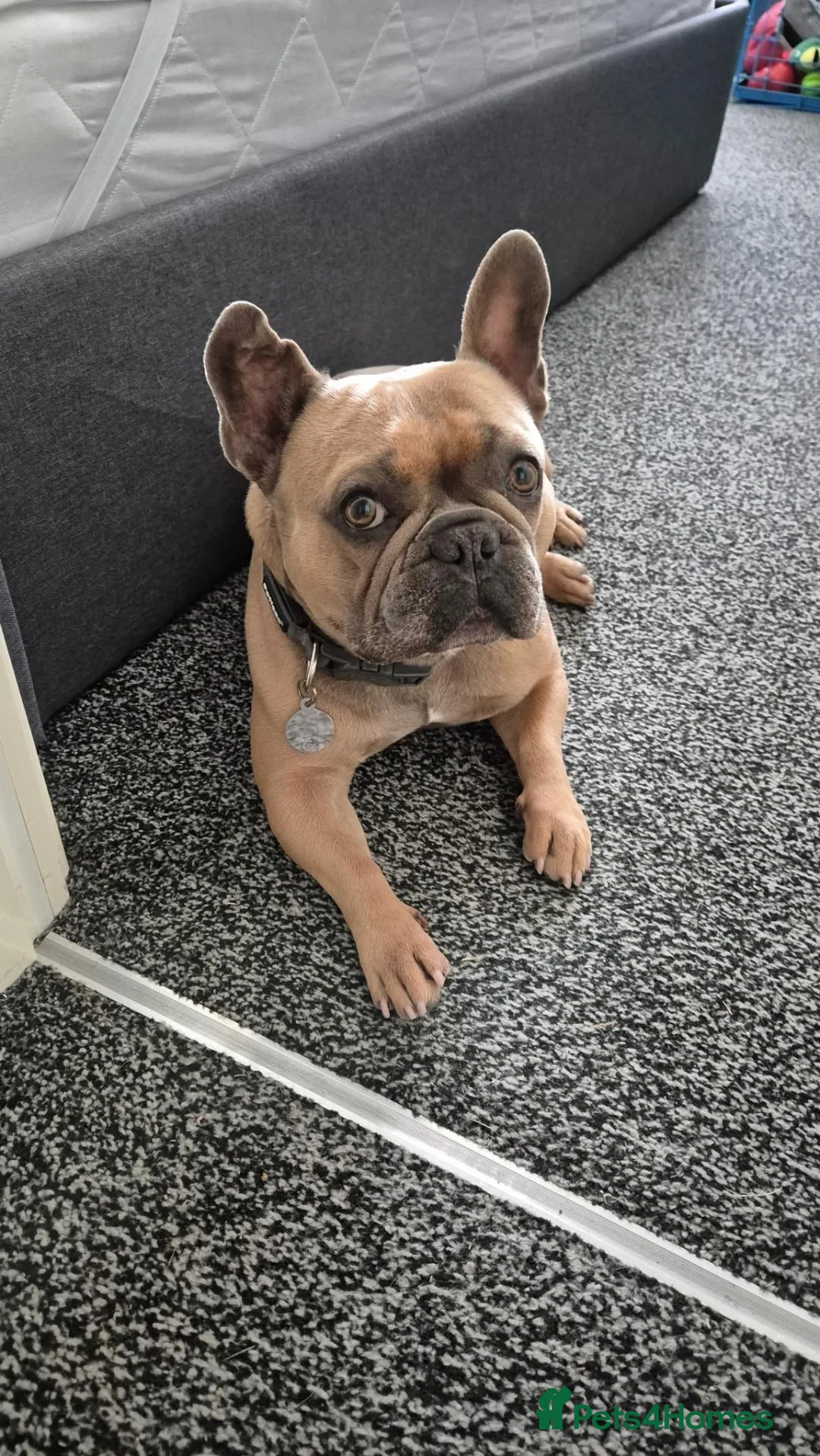 French Bulldog dogs for stud: Frank the French for Stud in Rochdale - Advert 1