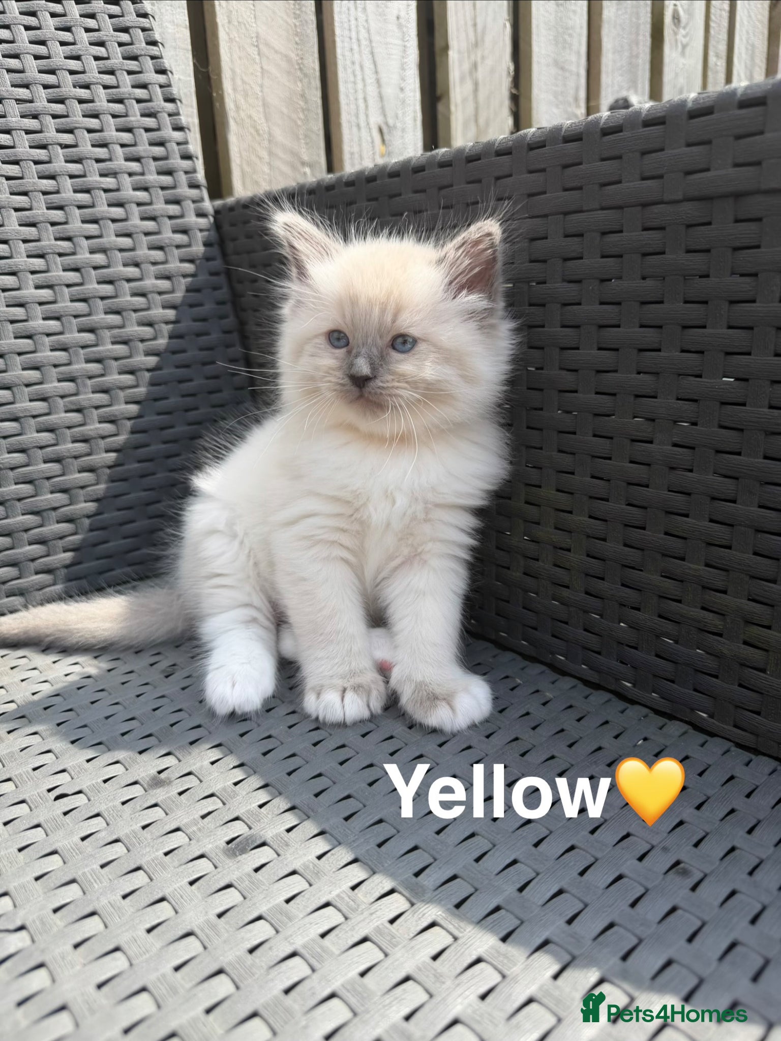Ragdoll cats 🩵Five stunning blue bi-colour kittens for sale🩷 - Advert 1