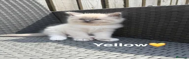 Ragdoll Kitten 1