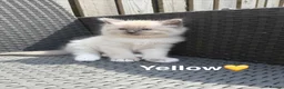 Ragdoll cats for sale: 🩵Five stunning blue bi-colour kittens for sale🩷 - Advert 1
