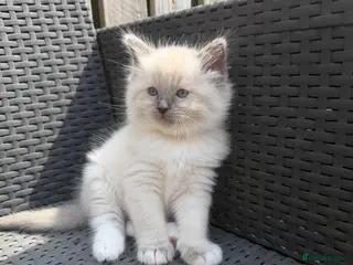Ragdoll cats 🩵Five stunning blue bi-colour kittens for sale🩷 - Advert 1