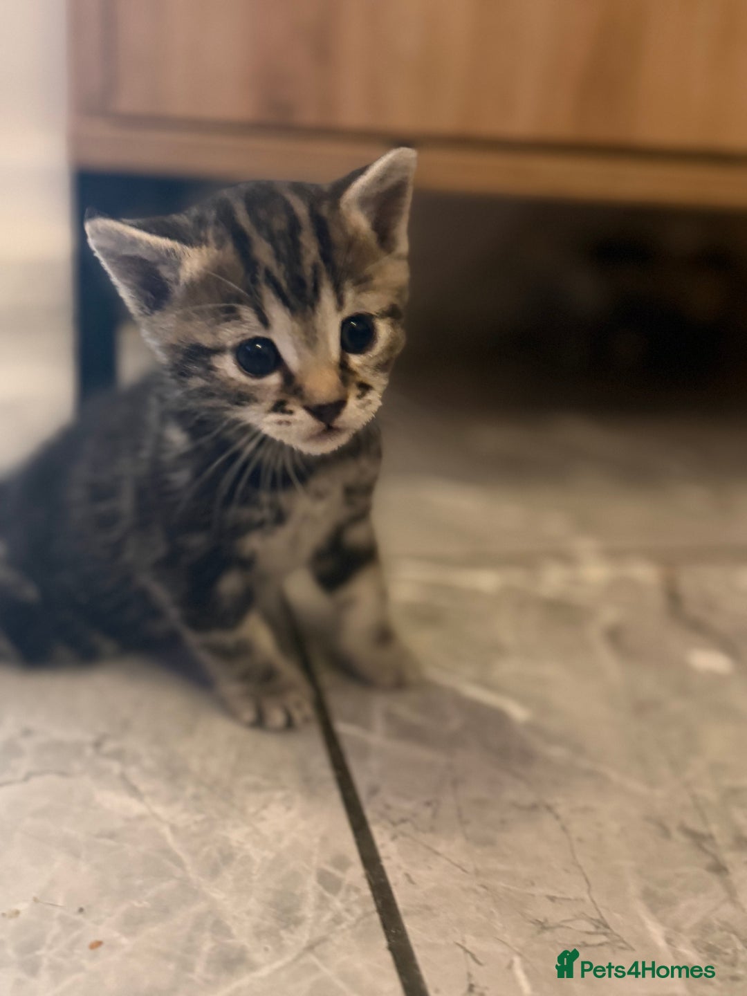 Bengal cats for sale: Adorable kittens for loving homes - Advert 29