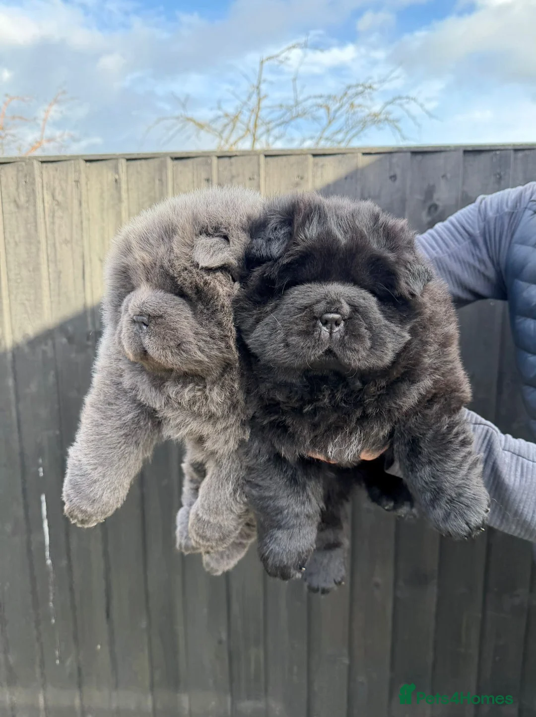 Chow Chow dogs for sale: Chow Chow Puppies - Advert 1