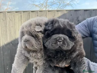 Chow Chow dogs Chow Chow Puppies - Advert 3