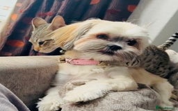 Shih Tzu dogs for sale: TINY Asian small toy Shipoo’s ADORABLE  - Image 3