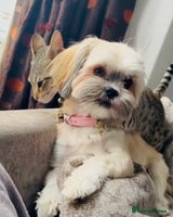 Shih Tzu dogs - Advert 10