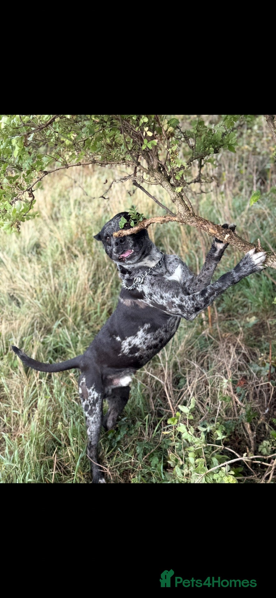 Mixed Breed dogs for sale: Experienced home needed for Bruce, adult only home - Advert 1
