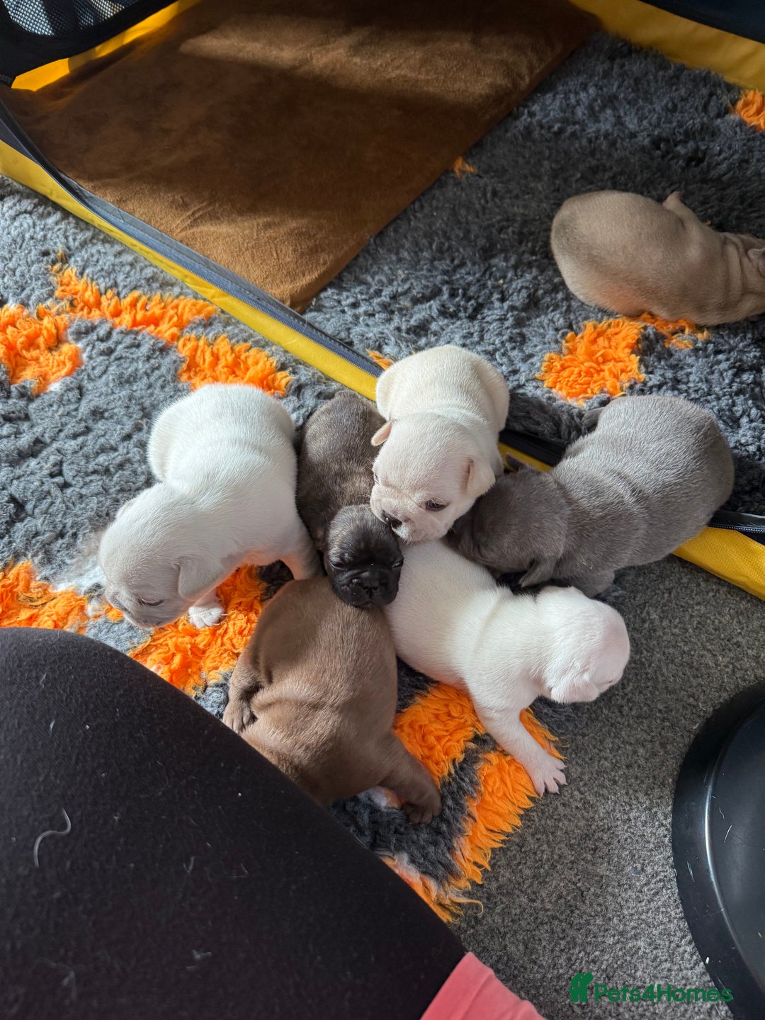 French Bulldog dogs for sale: French bulldog pups ❤️ - Image 4