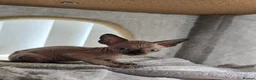 Sphynx cats for sale: LAST BOY💕READY 🩵SPHYNX KITTEN🩵 TESTED - Advert 10