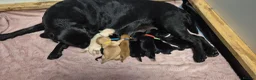 Labrador Retriever dogs for sale: Pure Labrador Retriever/ KC registered  - Advert 4