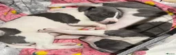 Whippet dogs for sale: blue and white whippet pups  - Advert 3