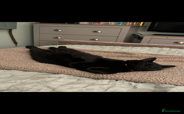 British Shorthair cats - Advert 2