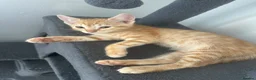 British Shorthair cats for sale: Kittens for sale  - Advert 17