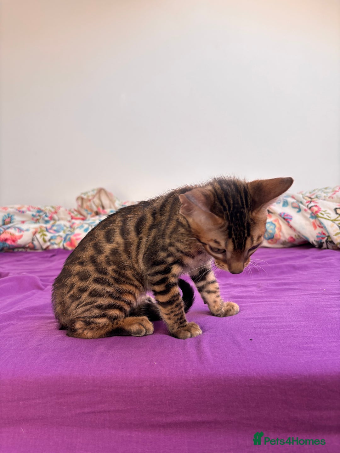 Bengal cats for sale: Bengals  - Image 12