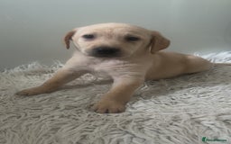Labrador Retriever dogs for sale: Stunning Labrador puppies ready Wednesday!!! - Image 7
