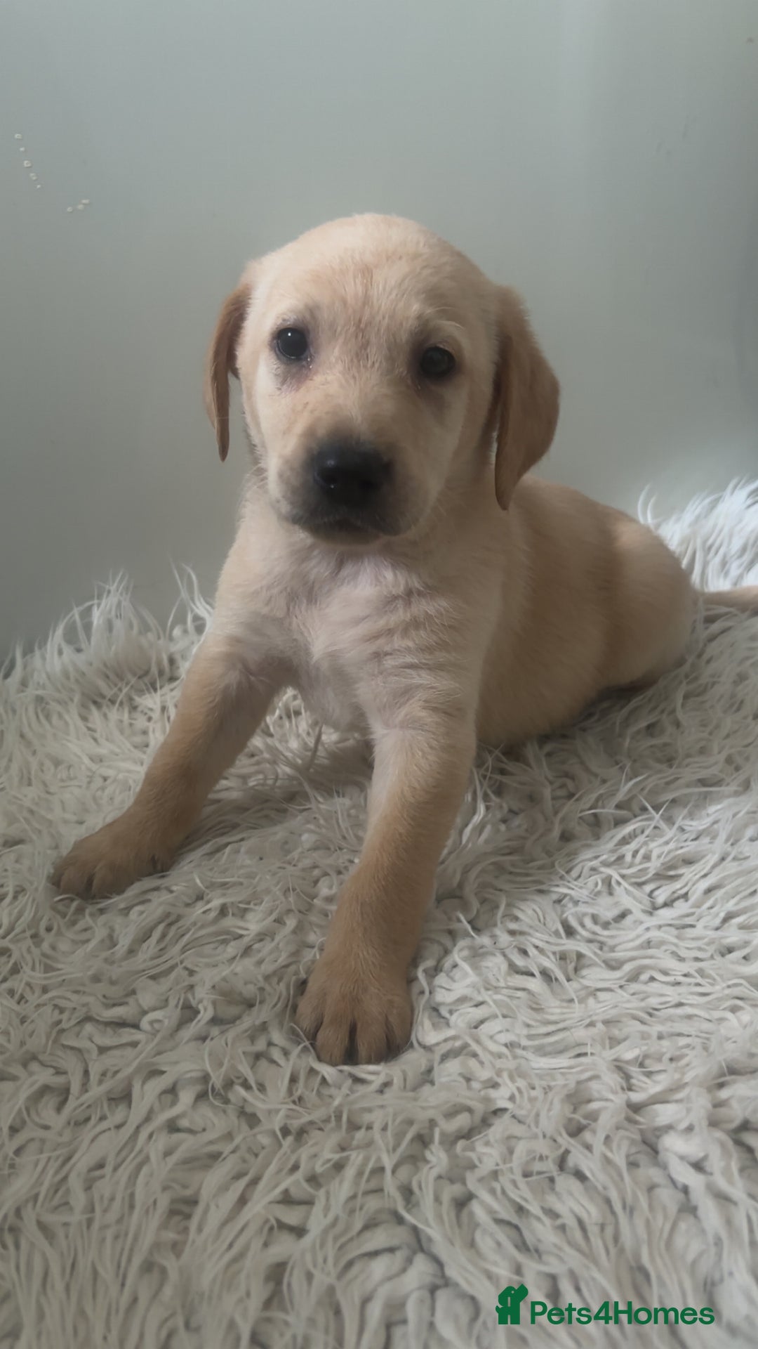 Labrador Retriever dogs for sale: Stunning Labrador puppies ready Wednesday!!! - Image 7