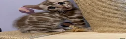Bengal cats for sale: Rare silver charcoal Marble Girl   - Advert 5