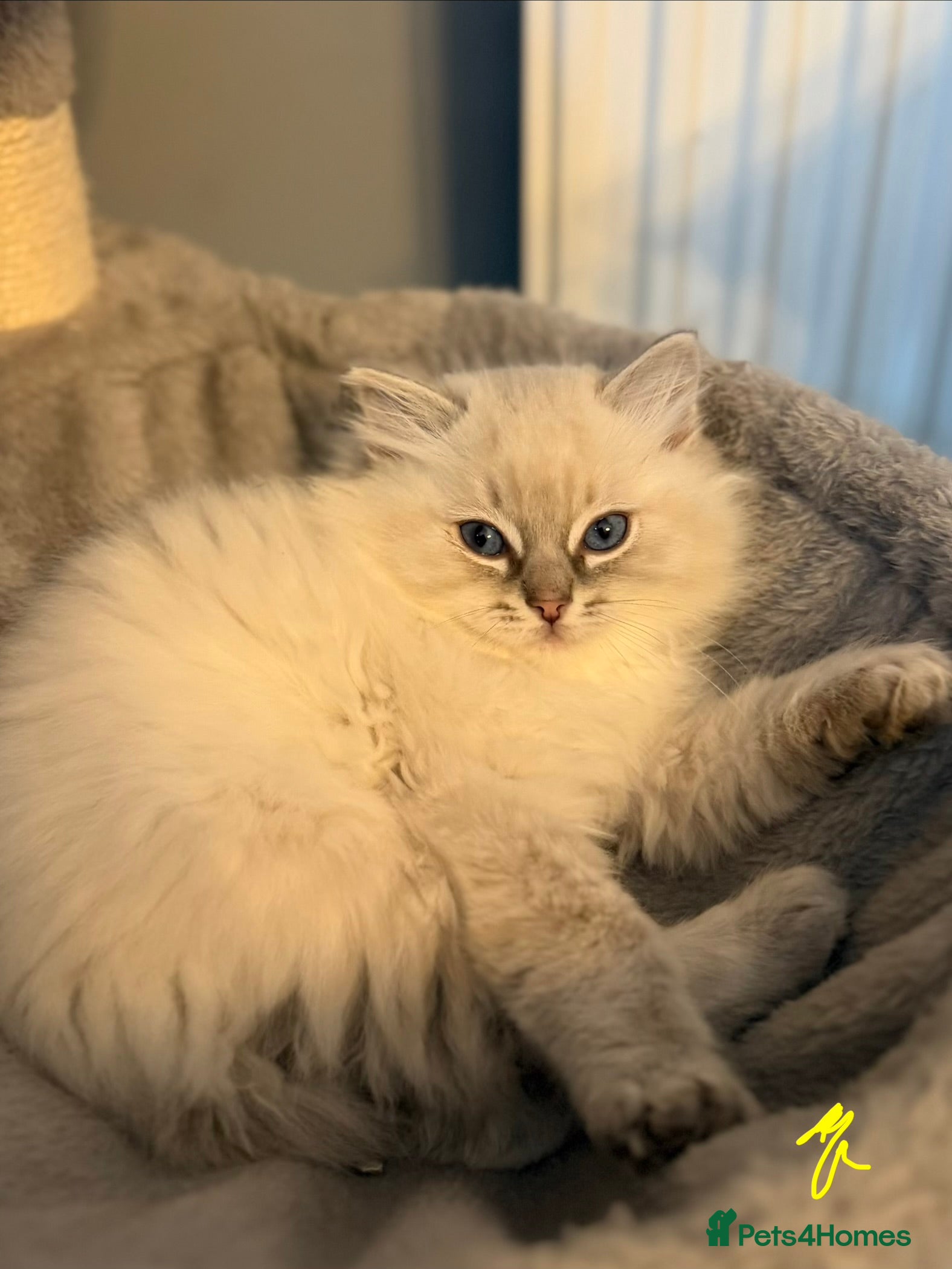 Ragdoll cats Beautiful Ragdoll Kittens (READY NOW) - Advert 2