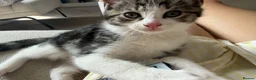 Mixed Breed cats for sale: 4 boy kittens  - Advert 11