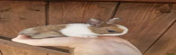Mixed Breed rabbits for sale: Very tame baby rabbits  - Advert 10