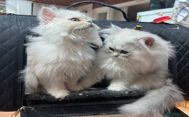 Persian cats - Advert 1