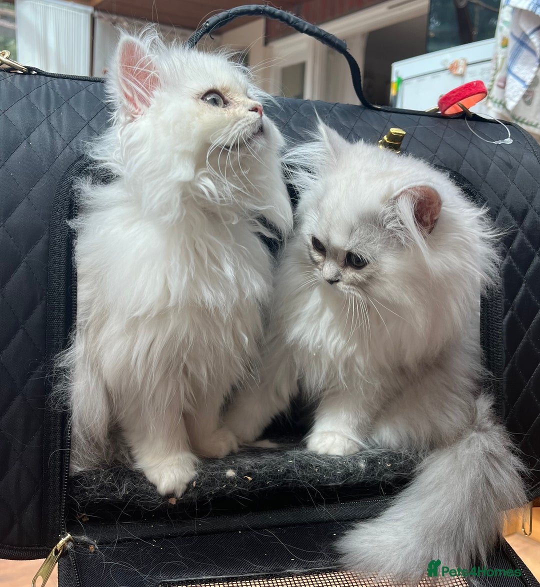 Persian cats for sale: 3 beautiful silver chinchilla Persian! - Image 9