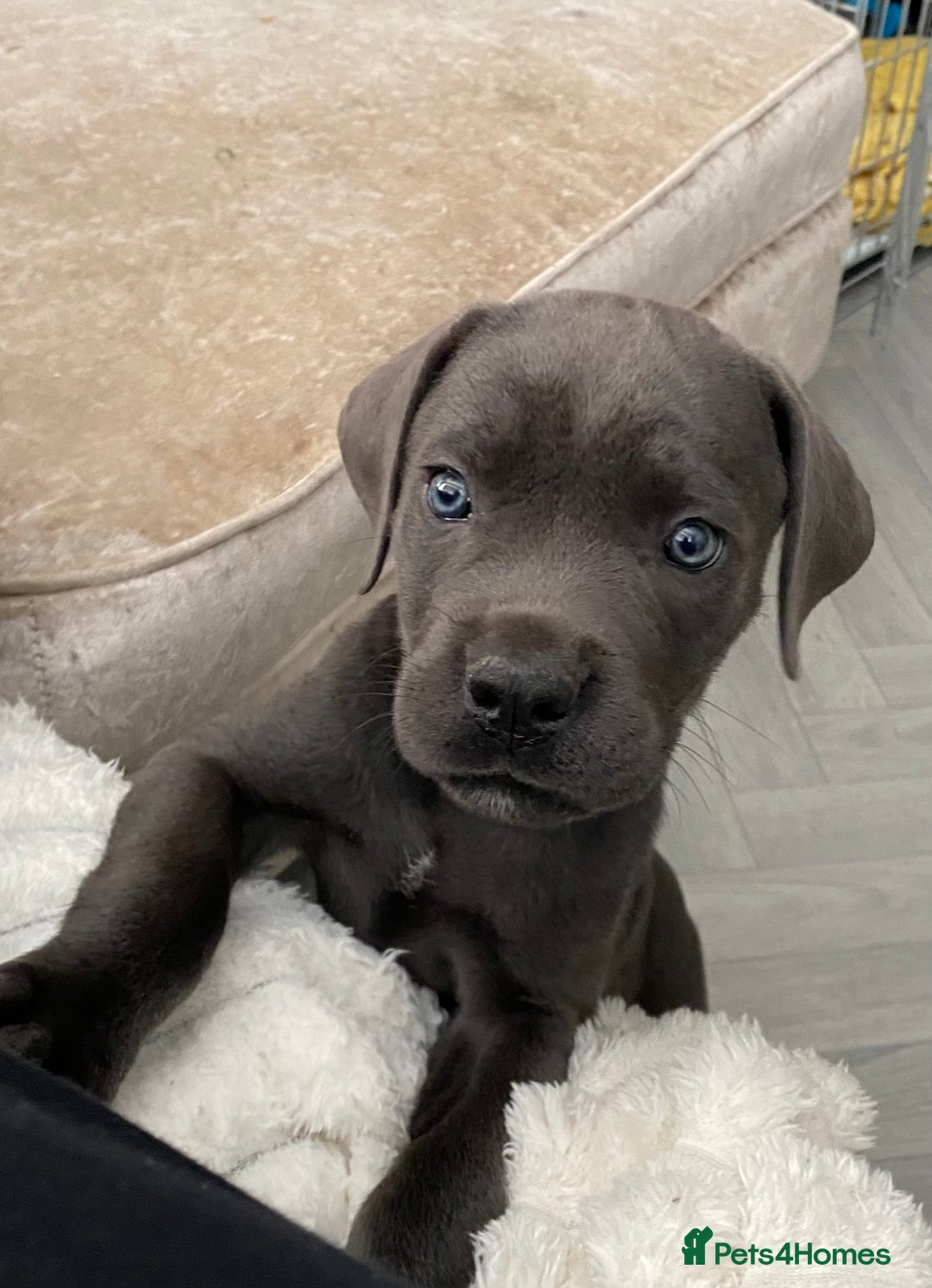 Cane Corso dogs for sale: Beautiful cane corso girl  - Image 3
