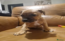 Mixed Breed dogs for sale: Staffie bullweiler puppies  - Image 16