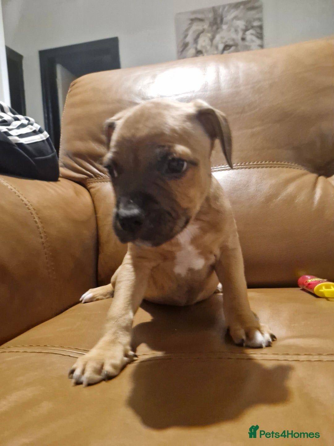 Mixed Breed dogs for sale: Staffie bullweiler puppies  - Image 16