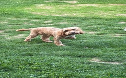 Mixed Breed dogs for sale: Cockapoo x Cavapoochon puppies 🐶 - Image 2