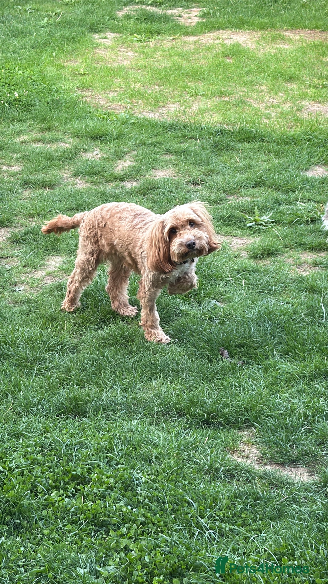 Mixed Breed dogs for sale: Cockapoo x Cavapoochon puppies 🐶 - Image 2