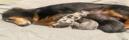 Miniature Dachshund dogs for sale: Stunning miniature dachshund boys in Grays - Advert 4