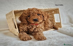 Cavapoo dogs for sale: Adorable F1b Cavapoo Puppies Ready 15th November - Image 11