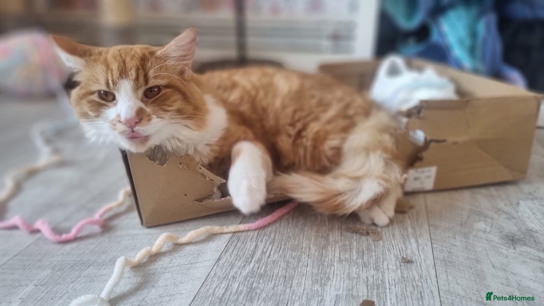 Mixed Breed cats for sale: Long hair ginger and white males  - Advert 4