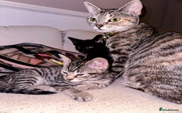 Mixed Breed cats for sale: Pretty little girls  - Image 27