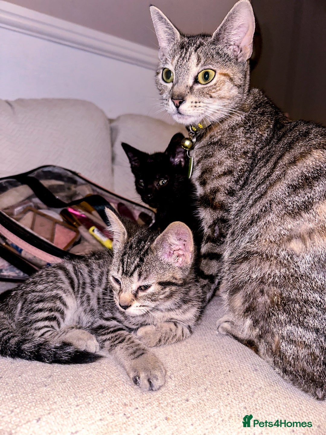 Mixed Breed cats for sale: Pretty little girls  - Image 27