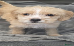 Mixed Breed dogs for sale: Jug puppies - Image 8