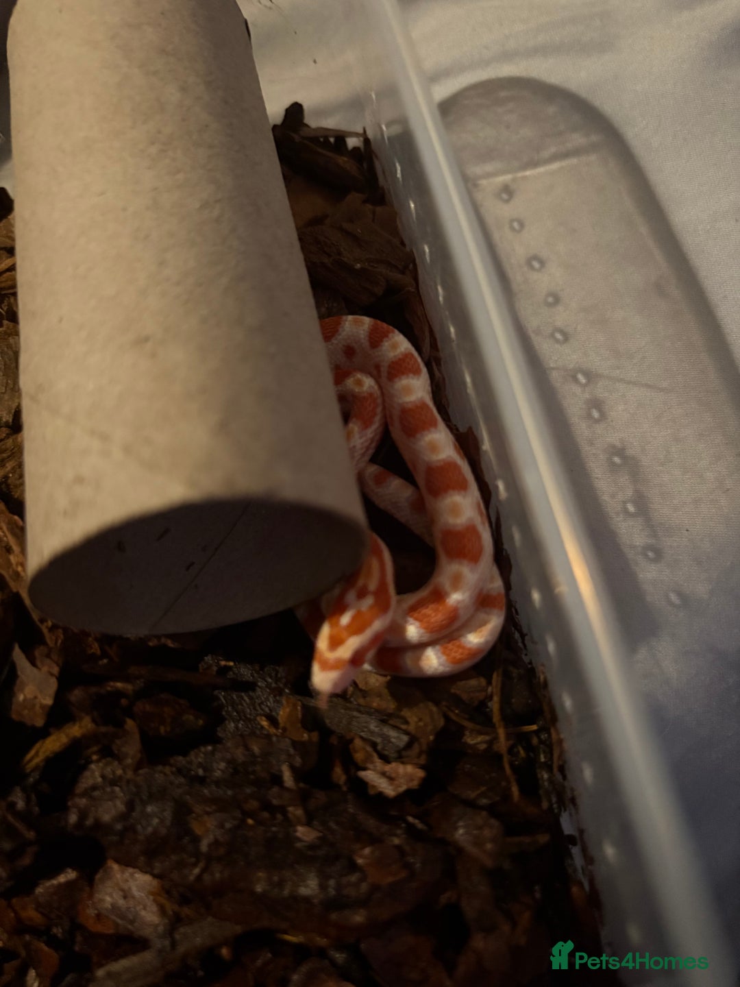Corn Snake reptiles for sale: 18 beautiful amel Cornsnakes  - Image 8