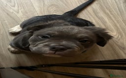 Olde English Bulldogge dogs for sale: Playful OEB Pups Fluffy boy ready - Image 8