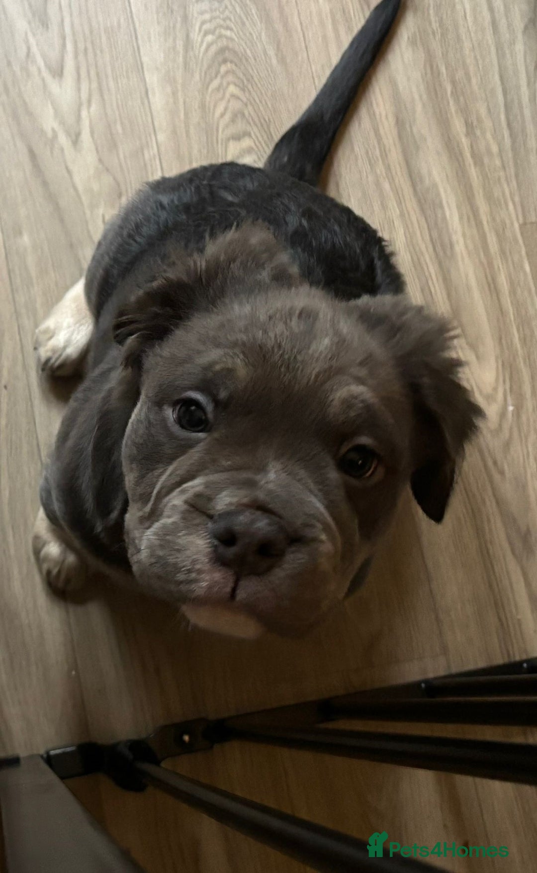 Olde English Bulldogge dogs for sale: Playful OEB Pups Fluffy boy ready - Image 8