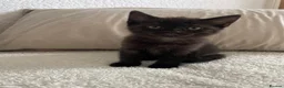 Mixed Breed cats for sale: 2 kittens for sale  in Manchester - Advert 4