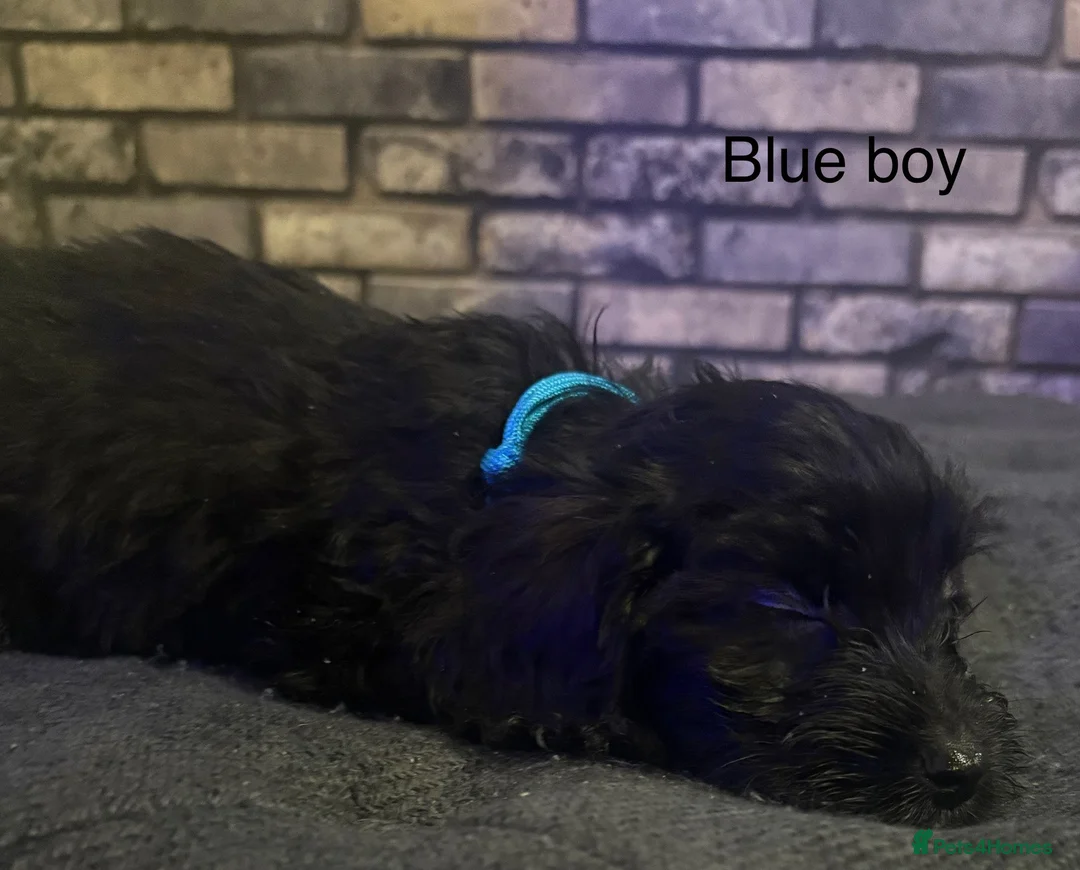 Cockapoo dogs for sale: Beautiful cockapoo puppies  - Advert 8