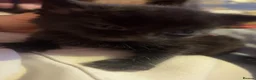 Mixed Breed cats for sale: Tabby and black kittens - Advert 9
