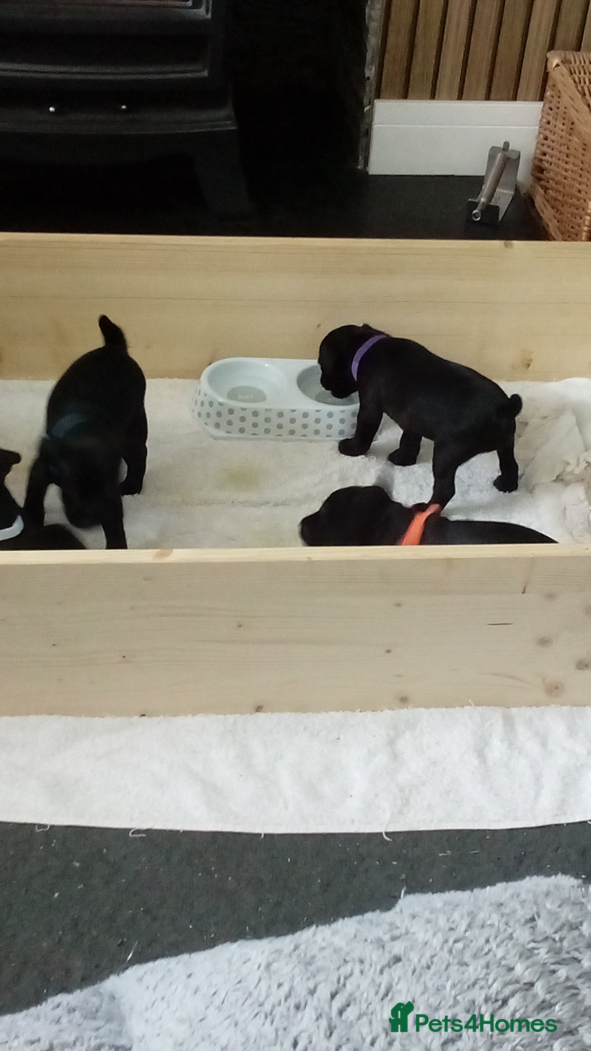 Patterdale Terrier dogs Patterdale terriers - Advert 5