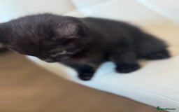 Mixed Breed cats for sale: Beautiful Kittens for sale  - Image 4