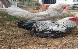 Chickens poultry for sale: 10 x Roosters *FREE*POLISH,serama,pekin *FREE* in Spilsby - Image 7