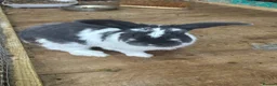English Lop rabbits for sale: 🐰 Lop-Eared Rabbits for Sale 🐰 - Advert 3