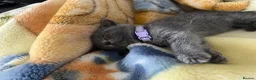 British Shorthair cats for sale: 🐾 Beautiful British Shorthair Girls 🐾 - Advert 12